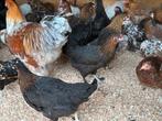 Marans kippen jonge hennen, Animaux & Accessoires, Volatiles
