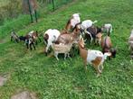 dwerggeiten, Dieren en Toebehoren, Meerdere dieren, Geit, 0 tot 2 jaar