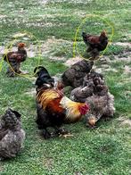 Jonge Brahma hanen, Dieren en Toebehoren, Pluimvee