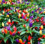 Chinese 5 color peper, Jardin & Terrasse, Plantes | Jardin, Annuelle, Plein soleil, Enlèvement, Plantes potagères