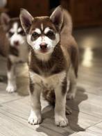 Choco husky pups, Dieren en Toebehoren, Honden | Poolhonden, Keeshonden en Oertypen, België, CDV (hondenziekte), 8 tot 15 weken