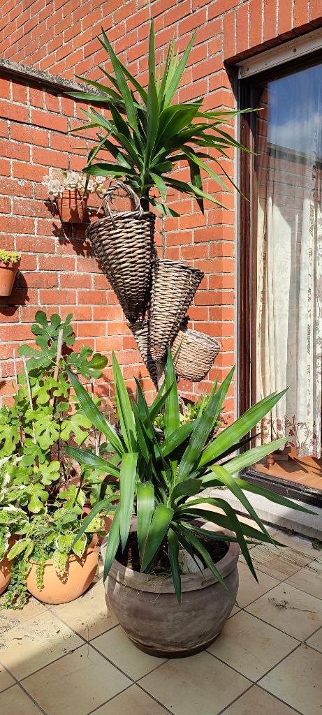 2 Yucca’s, Maison & Meubles, Plantes d'intérieur, Yucca, 150 à 200 cm, Plein soleil, En pot, Enlèvement