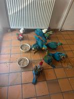 Ara ararauna, Dieren en Toebehoren