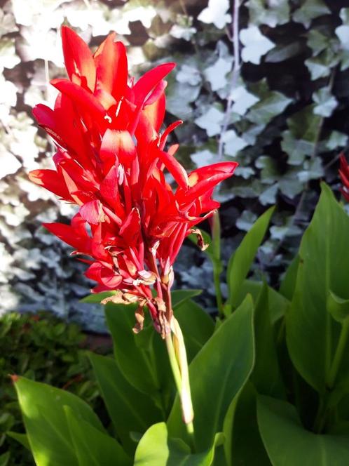 Canna's, Tuin en Terras, Planten | Tuinplanten, Eenjarig, Volle zon, Zomer, Ophalen