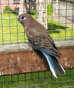 Jonge bourkes 2025, Dieren en Toebehoren, Parkiet, Geringd