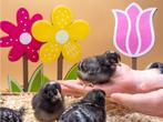 Amrock kriel baby kuikens hennetjes, gesekst en ingeënt, Dieren en Toebehoren, Pluimvee, Vrouwelijk, Kip