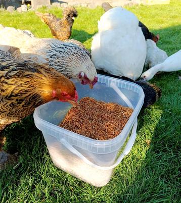 Vers de farine séchés  beschikbaar voor biedingen