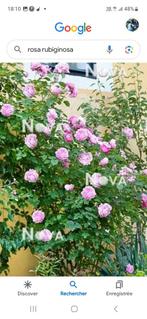A Vendre Rosa Rubiginosa (eglantier), Jardin & Terrasse, Plantes | Jardin, Enlèvement ou Envoi