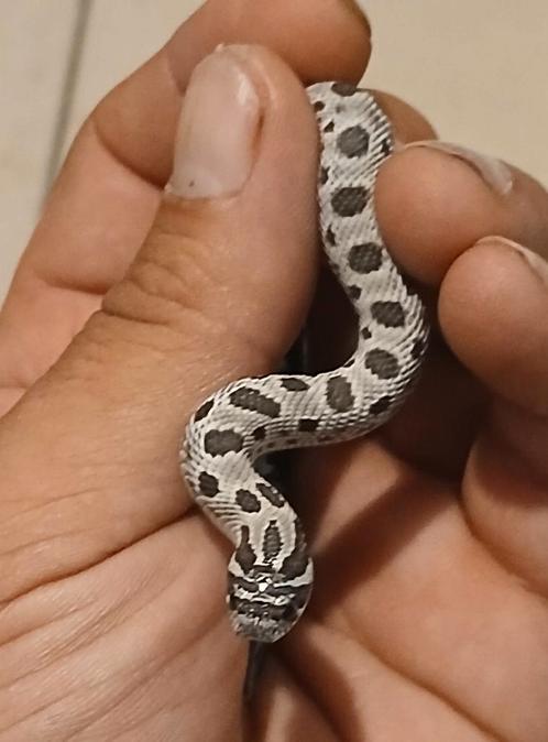 Haakneus slangen nk25, Dieren en Toebehoren, Reptielen en Amfibieën