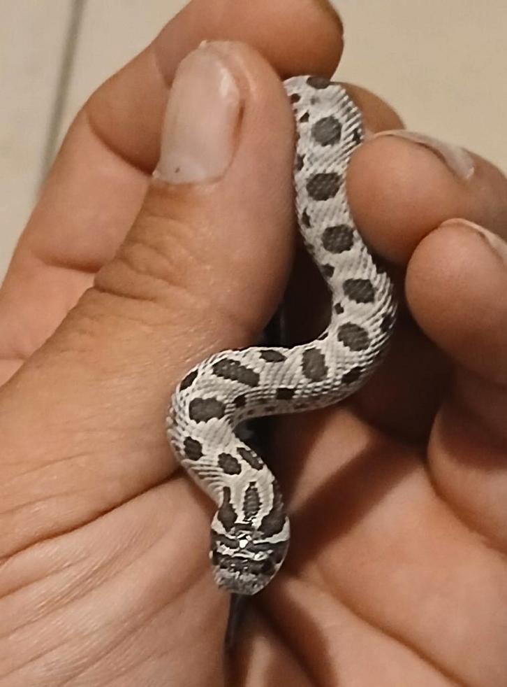 Haakneus slangen nk25, Dieren en Toebehoren, Reptielen en Amfibieën
