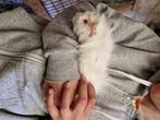 Cavia's aangeboden, Dieren en Toebehoren, Knaagdieren, Meerdere dieren, Cavia