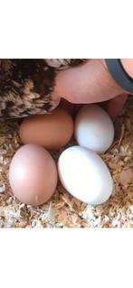 Œufs frais bio plein air