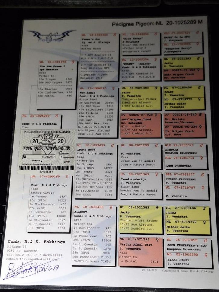 14 topkwekers met superstamkaarten in 1 koop, Dieren en Toebehoren, Vogels | Duiven, Postduif, Meerdere dieren