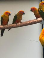 Roodfactor zonparkieten 2025, Dieren en Toebehoren, Meerdere dieren, Papegaai, Geringd