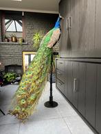 Mooie opgezette pauw, Ophalen, Zo goed als nieuw, Vogel, Opgezet dier