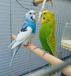 2 prachtige parkieten met kooi en accessoires, Dieren en Toebehoren, Vogels | Parkieten en Papegaaien, Meerdere dieren, Parkiet