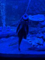 3 zeilvin pleco's L083, Dieren en Toebehoren, Vissen | Aquariumvissen, Vis, Zoetwatervis