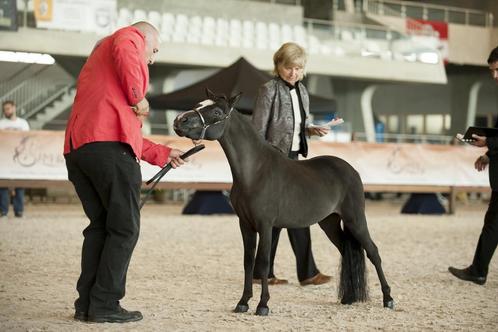 Dekking 2025, BMP, NMPRS,AMHA,AMHR, minipaard, pony, Dieren en Toebehoren, Paarden en Pony's | Dekhengsten en Fokmerries, Hengst