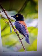 Kaneelwever man, Dieren en Toebehoren, Vogels | Overige Vogels