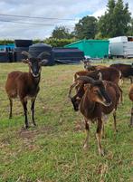 Soay ooitjes