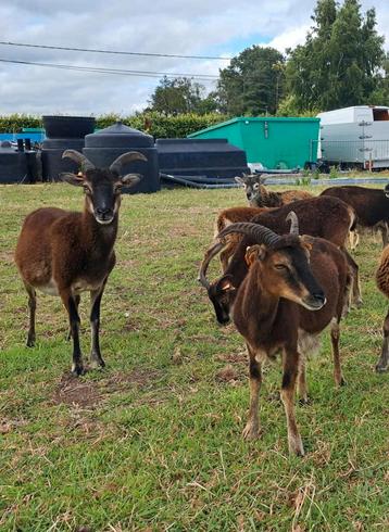 Soay ooitjes beschikbaar voor biedingen
