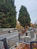 Echo welfsels  te koop 20 euro m, Ophalen of Verzenden