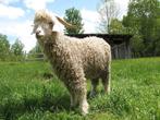 Angora geiten miekes gezocht, Dieren en Toebehoren, Vrouwelijk, Geit, 0 tot 2 jaar