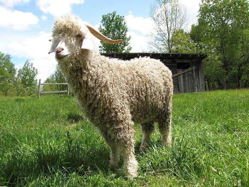 Angora geiten miekes gezocht, Dieren en Toebehoren, Schapen, Geiten en Varkens, Geit, Vrouwelijk, 0 tot 2 jaar