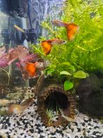 Guppy's oranje mannen 1,00 € per stuk, Dieren en Toebehoren, Vissen | Aquariumvissen