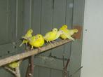 8 jonge kanaries + 1 bewezen man, Dieren en Toebehoren, Geslacht onbekend, Kleurkanarie