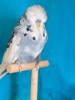 Grie bond engelse Parkieten, Mannelijk, Parkiet, Geringd