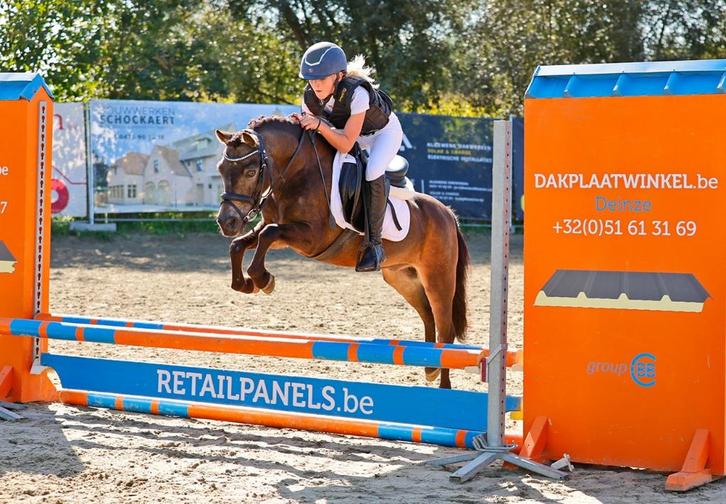 Knappe B pony 2008, Dieren en Toebehoren, Pony's, Ruin, B, B pony (1.17m tot 1.27m), Springpony, 11 jaar of ouder, Gechipt, Ontwormd