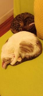 Chats femme, Dieren en Toebehoren, Katten en Kittens | Raskatten | Korthaar, Kater, Ingeënt, 0 tot 2 jaar