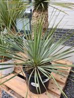 Yucca Rostrata - palmlelie, Tuin en Terras, Ophalen
