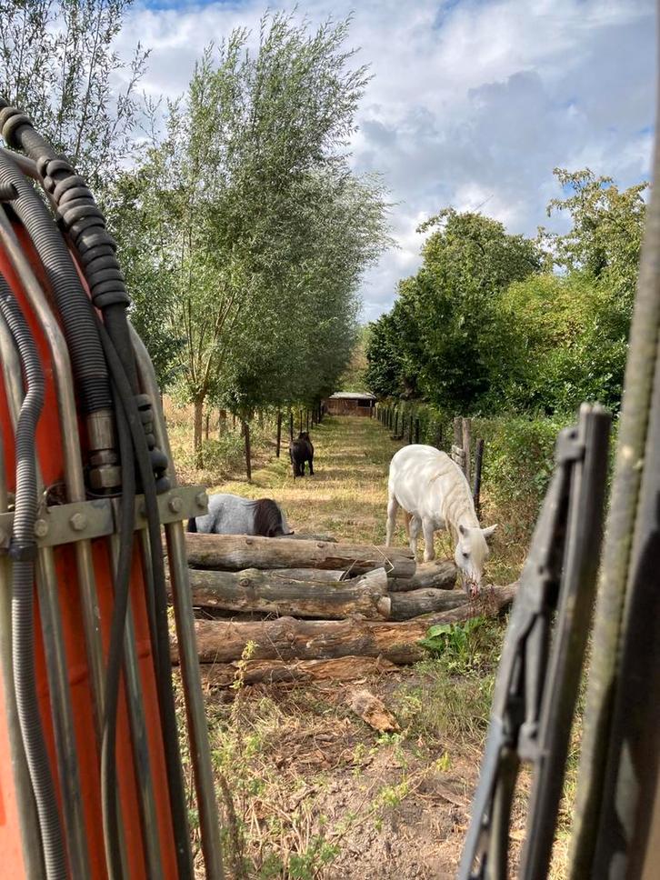 Paddock paradise plekje vrij, Dieren en Toebehoren, Stalling en Weidegang, Weidegang, 1 paard of pony