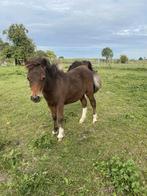 Prachtig hengstje met stamboom, Dieren en Toebehoren, Pony's, Met stamboom