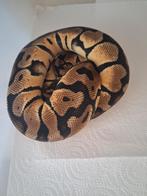 Pastel het clown 0.1, Serpent, 0 à 2 ans