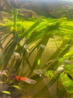 Guppy’s, Dieren en Toebehoren
