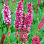 Persicaria 'Kabouter', Tuin en Terras, Ophalen, Bodembedekkers