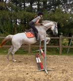 12j zangersheide merrie, Dieren en Toebehoren, Paarden, Merrie
