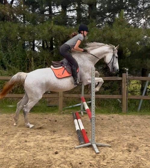 12j zangersheide merrie, Dieren en Toebehoren, Paarden, Merrie