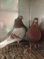 Kroppers, Dieren en Toebehoren, Meerdere dieren, Kropper