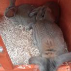 Dwerkonijn, Mannelijk, Klein, 0 tot 2 jaar