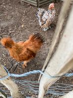 Enkele zijde hoenders te koop 5maand oud, Dieren en Toebehoren, Pluimvee, Meerdere dieren, Kip