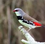 Gezocht: veel tropische vogels., Geringd