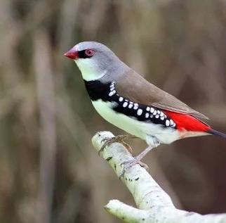 Gezocht: veel tropische vogels. beschikbaar voor biedingen