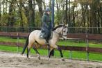 SUPER BRAVE 4 jarige E-pony springpony dressuur CLEAN X-RAYS, Cheval de dressage, Moins de 160 cm, Avec pedigree, L