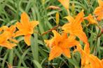 Hemrocallis 'Burning Daylight', Tuin en Terras, Planten | Tuinplanten, Ophalen, Bodembedekkers, Volle zon, Vaste plant
