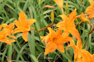 Hemrocallis 'Burning Daylight'  beschikbaar voor biedingen