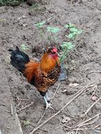 Haantjes gratis ophalen, Dieren en Toebehoren